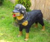 Caine Rottweiler