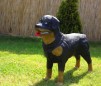 Caine Rottweiler
