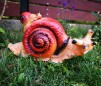 Melc decor